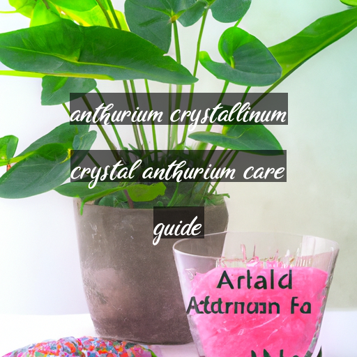 anthurium crystallinum crystal anthurium care guide