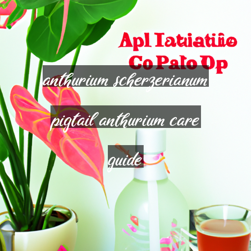 anthurium scherzerianum pigtail anthurium care guide