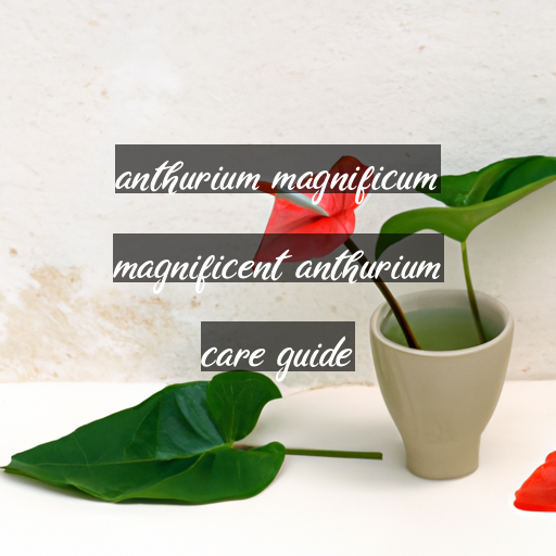 anthurium magnificum magnificent anthurium care guide